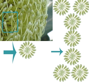 Creation of Flowers roulette: Step 1